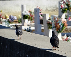 Pombos num cemitério